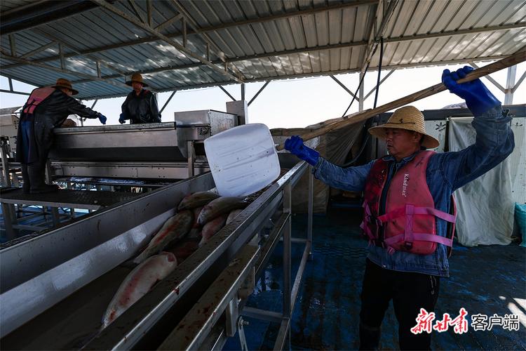 永靖县首批90吨冷水鱼出口海外