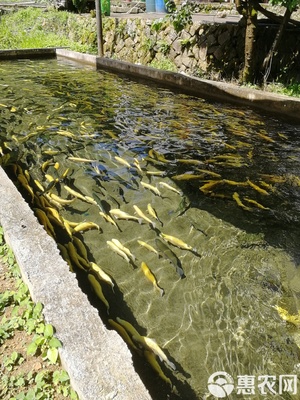 三文鱼 高山清泉冷水鱼